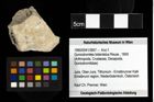 Foto (Objekt + Etiketten) von Goniodromites bidentatus (Reuss, 1859) 